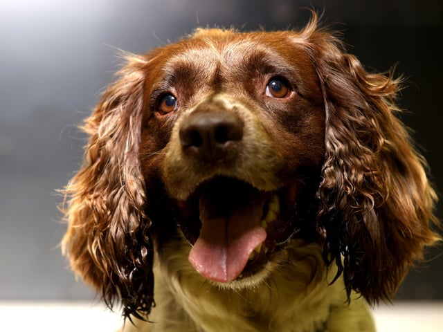 The English Springer Spaniel possesses the “eager to please” attitude common to most spaniels. Cheerful and affectionate, Springers love their families and like to stick close to their owners. They make excellent house pets, but require daily exercise and need regular brushing and trimming to keep their coats neat and free of mats.