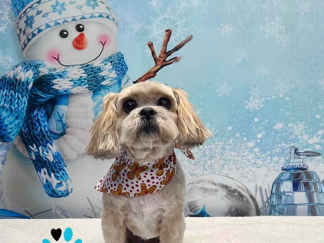 Visit onallpawz.com for more details