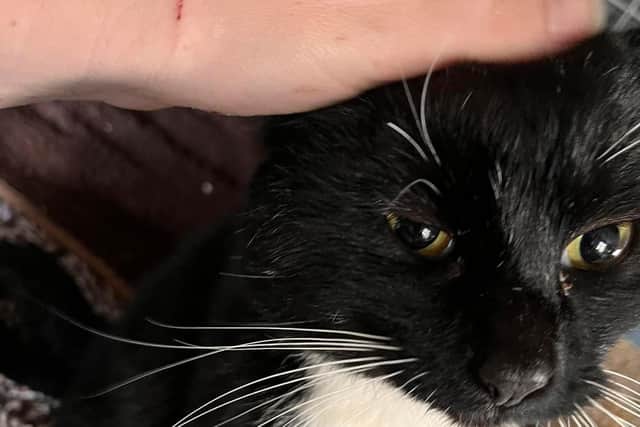 The unnamed rescue cat is in expert hands as charity volunteers ask supporters for help finding him a new name.