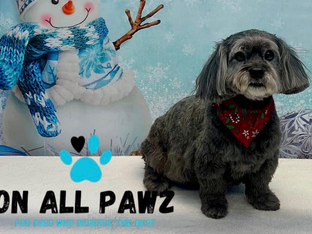 Festive photoshoots are coming to town