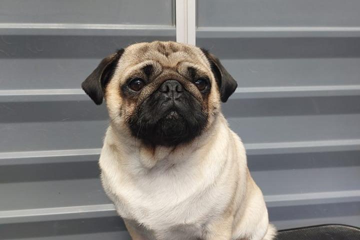 Here is Boris at Clipping Tails, a one to one grooming service in Warsop. Boris was bathed, deshed, nails cut and ears cleaned. This home-based business was a popular suggestion for dog owners. For more information call 07375 258819