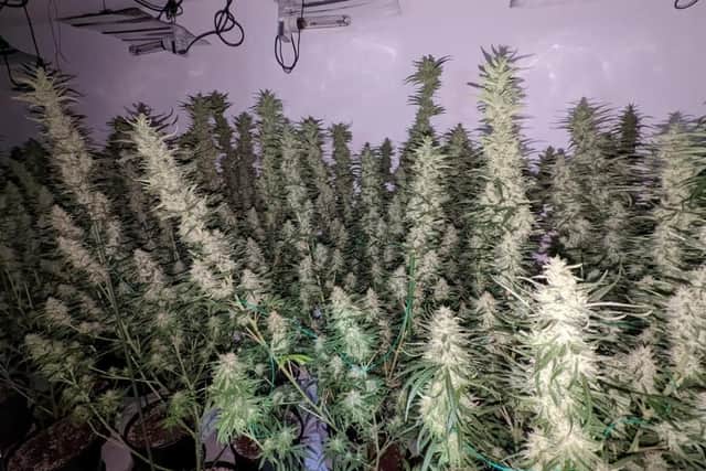 More than 100 plants were seized by police.