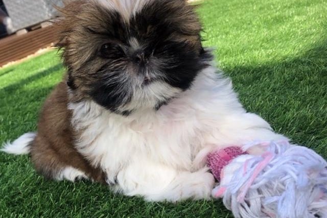 Lola the Shih Tzu, who joined Lynsey Dawson's family during lockdown