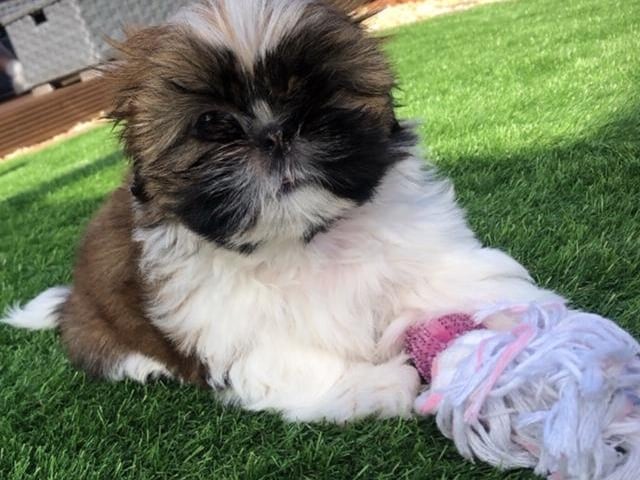 Lola the Shih Tzu, who joined Lynsey Dawson's family during lockdown