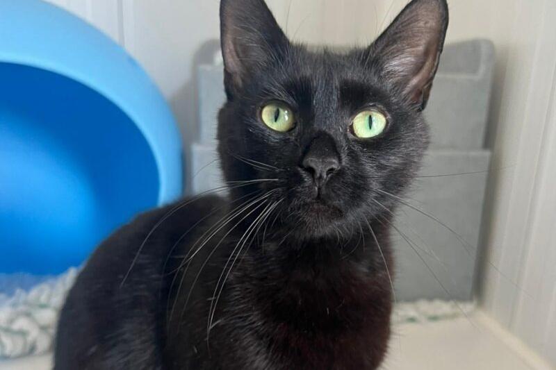 One-year-old Daisy has an outgoing, very friendly nature. She is fussy and enjoys attention. Daisy is looking for a new home through no fault of her own. Although not used to children, her temperament suggests she should be ok.