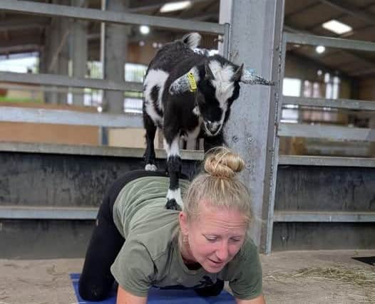 Instructor Polly Wiltshire during an entertaining goat yoga session at White Post Farm.