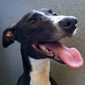 Luna is now being cared for by a foster owner.
