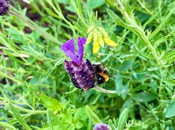 AldrinAU captured this image of a bumble bee enjoying the hot sunshine in his garden.