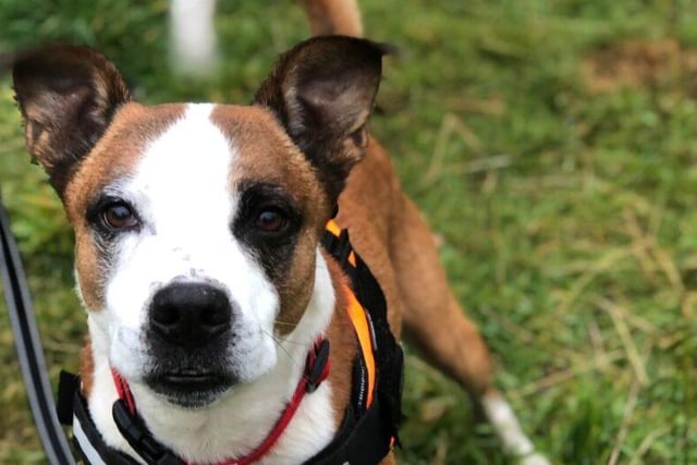 Friendly and excitable Duncan is always happy to see people and be fussed over, and loves going out for a stroll, playing ball, or paddling at the beach. He is looking for a home with a garden and an owner who will be around for at least part of the day, and could potentially live with another dog. Breed: Staffie/Collie