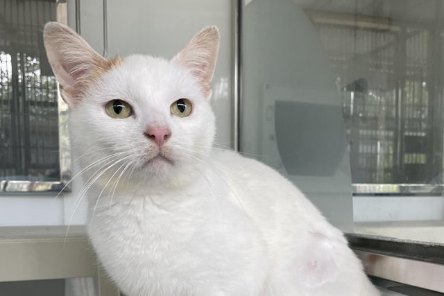 Lissa is a beautiful cat who was found abandoned with her kittens by her previous owners. She is still a little fearful, however the team are starting to see more of her now she's been in the centre for a while. If you would like an independent cat, Lissa may well be your girl.