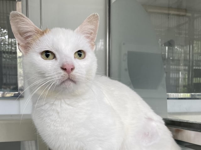 Lissa is a beautiful cat who was found abandoned with her kittens by her previous owners. She is still a little fearful, however the team are starting to see more of her now she's been in the centre for a while. If you would like an independent cat, Lissa may well be your girl.