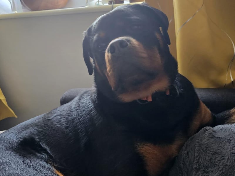 Nova, the relaxing Rottweiler, is nearly one.