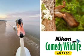 Mansfield Museum and Art Gallery is inviting wildlife lovers and photographers to become part of its brand-new exhibition, Comedy Wildlife, by sharing their own hilarious wildlife photographs