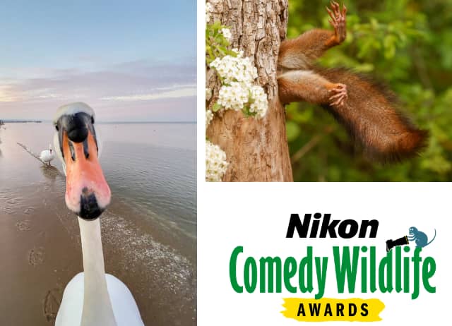 Mansfield Museum and Art Gallery is inviting wildlife lovers and photographers to become part of its brand-new exhibition, Comedy Wildlife, by sharing their own hilarious wildlife photographs