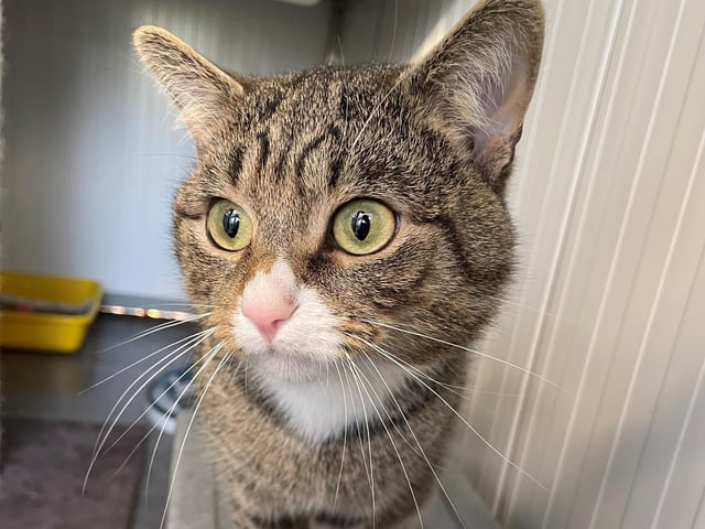 Handsome boy Jeff would be best suited with an experienced cat owner. Although he does love to sit on your knee and have a head tickle, he knows his own mind and will certainly tell you when he’s had enough. Jeff would not be suited to a home with young children.