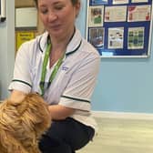 Archie, Volunteer Dog, pictured with Ann Woodhouse, Occupational Therapist.