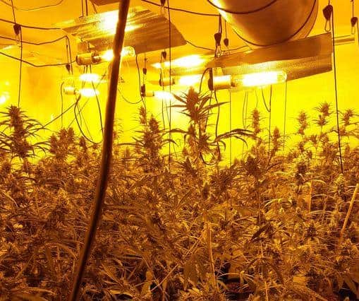 The grow was estimated to be worth around £90,000.