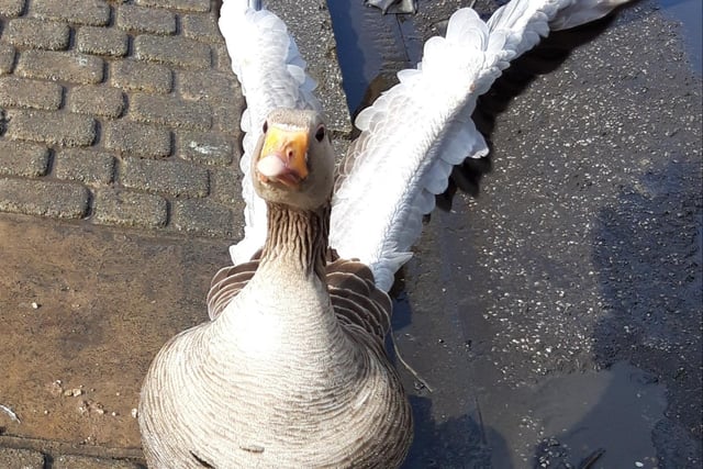 This greylag goose at Tickhill doesn't seem too keen on having its photo taken by Diana Wood.