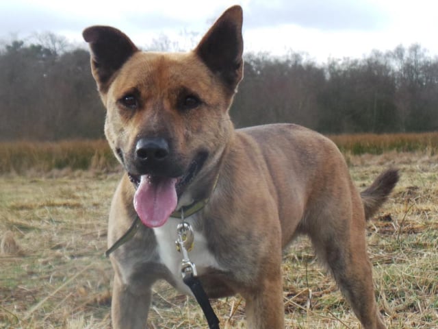 Bertie is a seven year old crossbreed. He does not enjoy fuss and being petted and does need new owners who can understand and respect this.