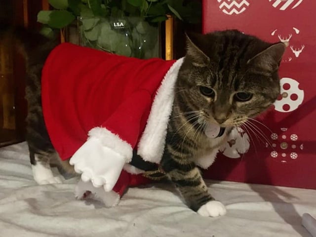 In the run up to Christmas 2020, our readers have shared their pets adorable festive costumes.