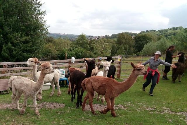 Holly Hagg at Crosspool has revived its fun alpaca treks, starting with two treks each week limited to one person per alpaca. (https://www.hollyhagg.org.uk)