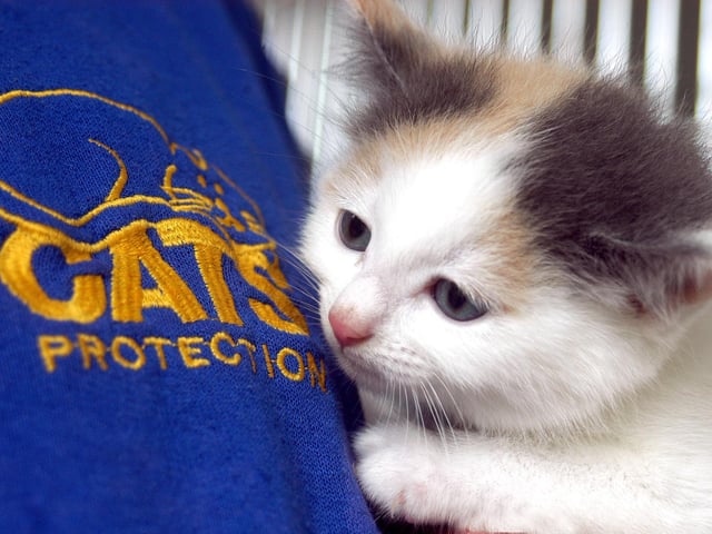 Puzzle was just one of the many kittens at the Whiteley Cat shelter.
