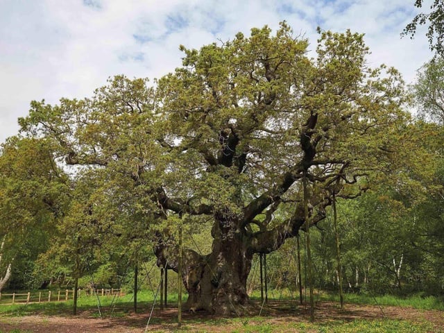 Explore the legend of Robin Hood and see the famous Major Oak at one of Nottinghamshire's most famous sites.