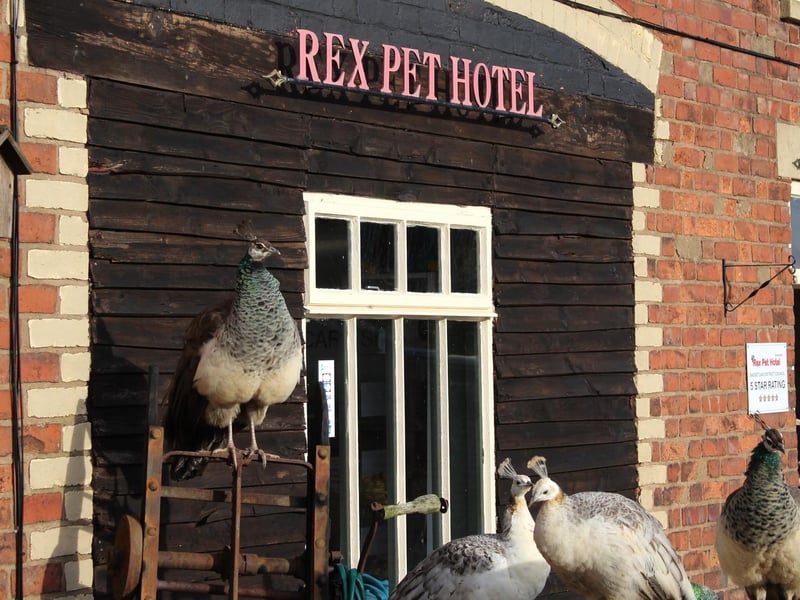 A range of animals greet visitors at reception.