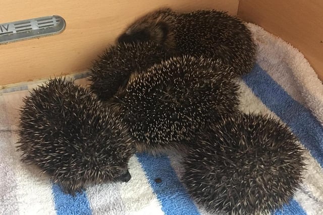 Mr Gray said this time of year that the numbers of hedgehogs begin to rise and the charity can struggle to keep up with demand for items such as food. If people are able to donate these products then they can do so by dropping them at the centre or via the charity's Amazon wishlist. Donations can be handed in to the centre located at Fishcross, FK10 3AN. Due to contamination risks, used soft materials such as towels and bedding cannot be accepted at this time. People can find the Amazon wishlist here: www.amazon.co.uk/registry/wishlist/F1JIQ67WYHNA