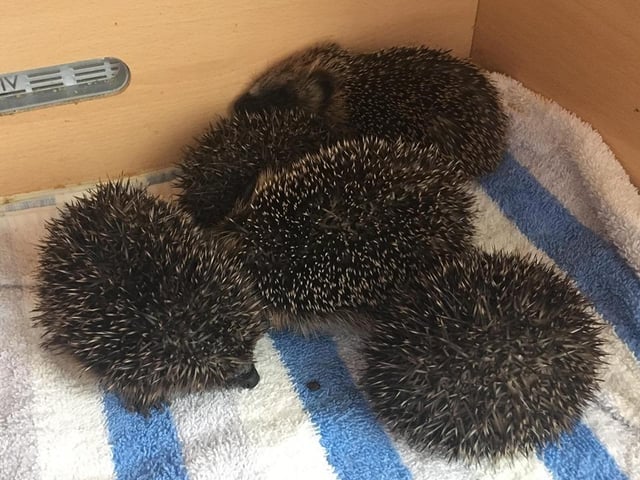 Mr Gray said this time of year that the numbers of hedgehogs begin to rise and the charity can struggle to keep up with demand for items such as food. If people are able to donate these products then they can do so by dropping them at the centre or via the charity's Amazon wishlist. Donations can be handed in to the centre located at Fishcross, FK10 3AN. Due to contamination risks, used soft materials such as towels and bedding cannot be accepted at this time. People can find the Amazon wishlist here: www.amazon.co.uk/registry/wishlist/F1JIQ67WYHNA