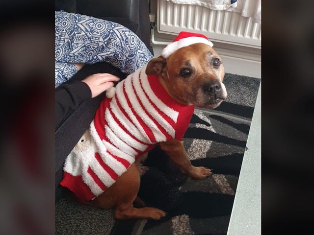 In the run up to Christmas 2020, our readers have shared their pets adorable festive costumes.