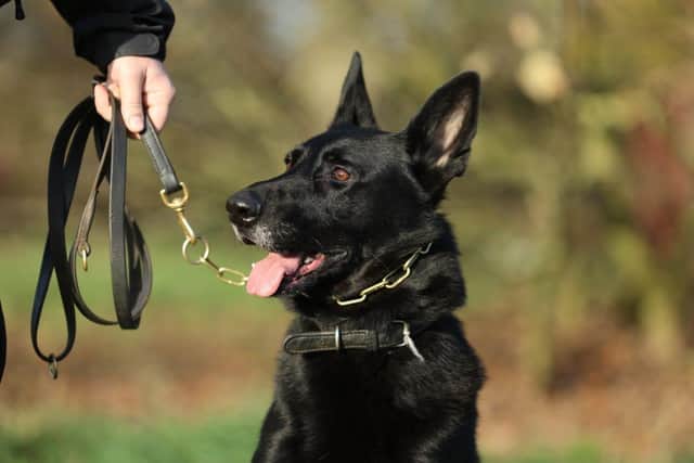 Police Dog Chase. Photo by Nottinghamshire Police.