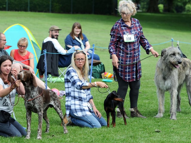 Sporting breeds line up for the judge during the dog show on Sutton Lawn, hosted by the Ashfield Notts Canine Society in 2018.
