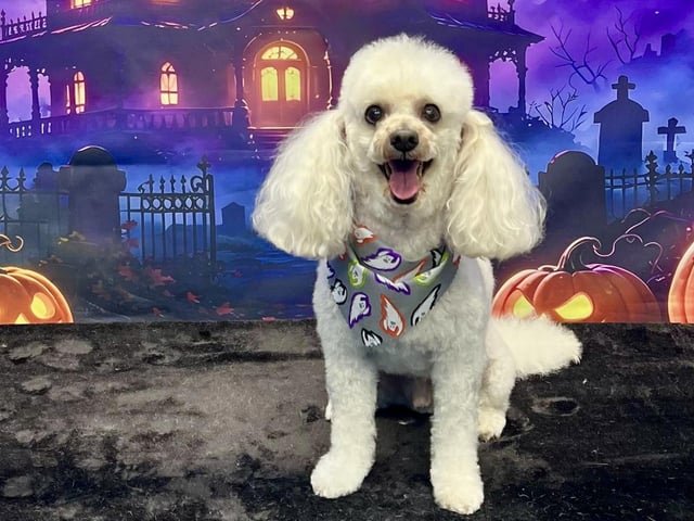 Remember if you want to book your dog in for a groom and receive a complimentary photoshoot, here's how: Phone: 01623 405309 Online Booking: On All Pawz Dog Grooming or visit: FB: https://www.facebook.com/onallpawz