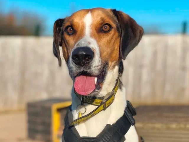 10-year-old Harrier Cross Walter is a real gentleman with a real zest for life. He loves to be in the outdoors, taking in all the different smells, and despite his age, he still loves to go on new adventures.  He has previously lived on a farm with livestock and other small animals, so he can live with most animals. He needs an adult-only home but loves being around terrier-type dogs, so he could live with another smaller dog. See www.dogstrust.org.uk/rehoming/dogs/harrier/1140676