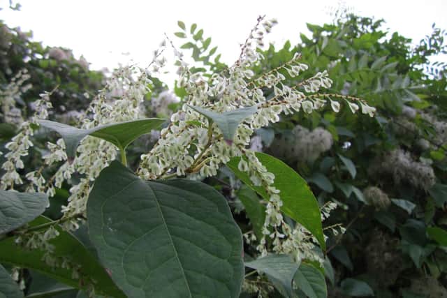 Throwing away Japanese knotweed with your garden waste could land you a hefty fine