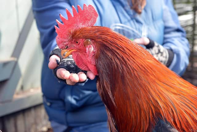 Pecky the cockerel taking a bite to eat from her loving owner, Ceri Collen-Boot.