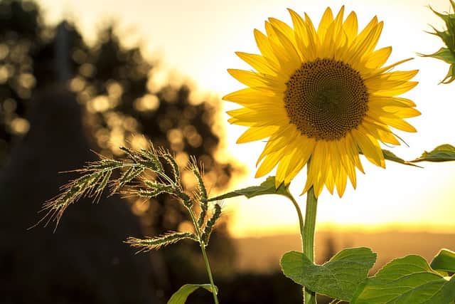 There are sunny days to look forward to this weekend.