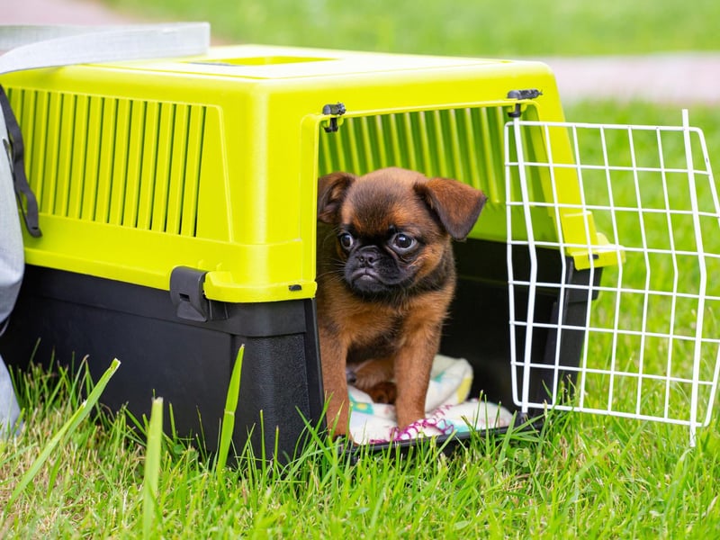 Ideal for families with less room at home, the Brussels Griffon is a small, child-friendly breed with a great sense of humour and happy to live in a flat.