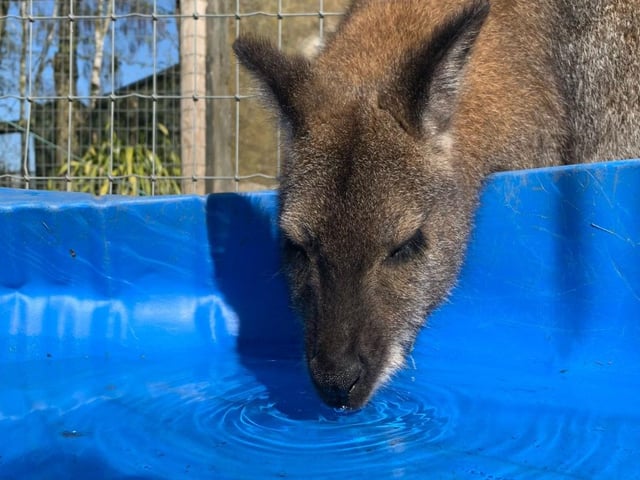 Staying hydrated on the farm.