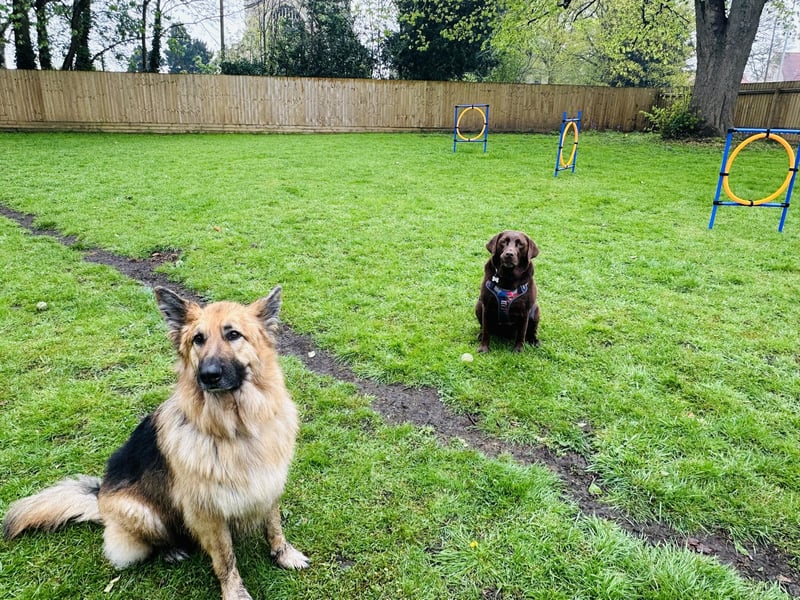 Warsop Doggy Social Club provides a secure and safe space for dogs to play, either privately with their owners or together with other dogs.