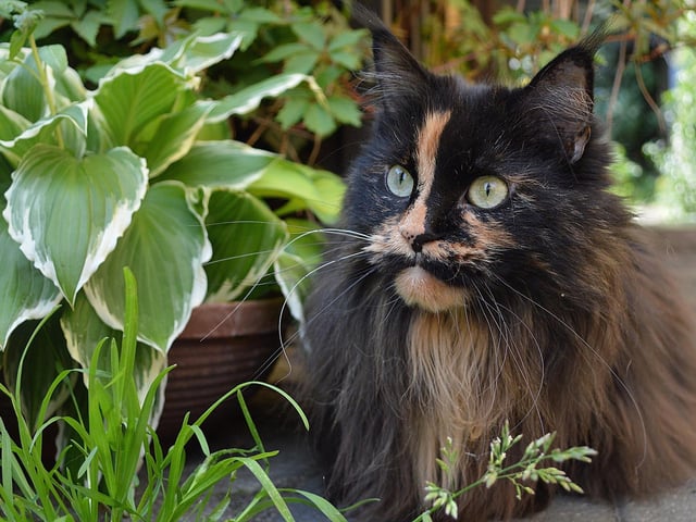 A large, affectionate, and laid-back cat with a soft, plush coat.