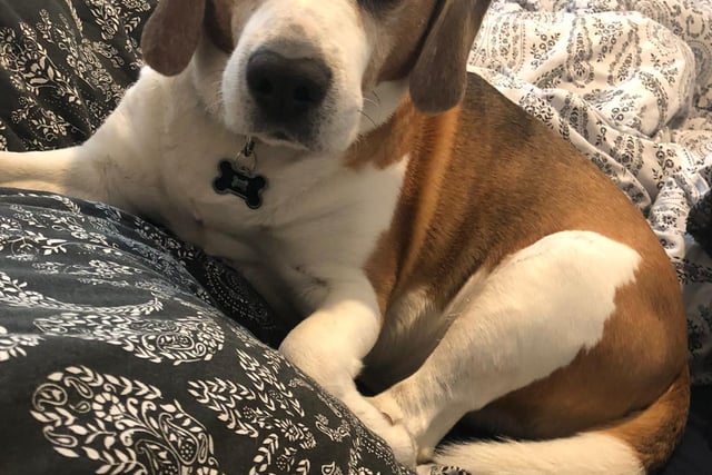 Cooper the beagle, sent in by owner Karen Wilkinson