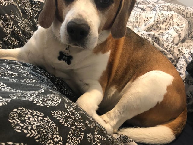 Cooper the beagle, sent in by owner Karen Wilkinson