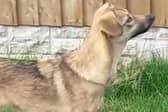 Molly has been missing since August 25