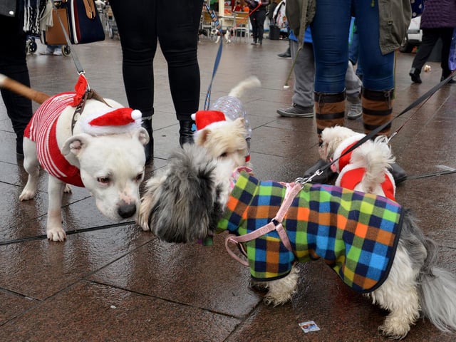 Santa Paws Dog Grotto at Mansfield Market in aid of Guide Dogs for the Blind Association, Merry Poochmas