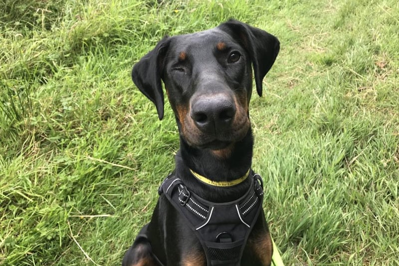 Odin is an 8-month-old Dobermann who is a energetic, fun loving boy who is super friendly with everyone he meets. He can live with children aged 12 years and would need to be the only pet in the home.