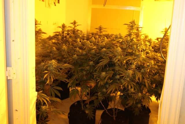 Nottinghamshire Police Cannabis valued at £150,000 taken off the streets by Nottinghamshire Police teams
