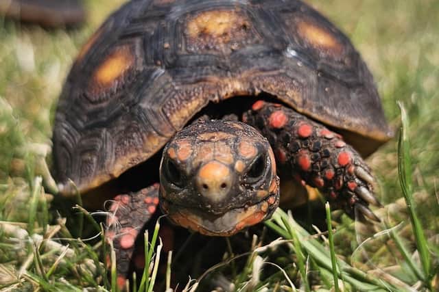 Red Footed tortoise at White Post Farm. Photo: submitted.