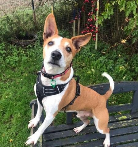 This is Frankie. He is a 6-year-old Staffie cross Jack Russell. He is a sweet boy looking for an experienced home as he is worried around dogs and new people. He will need quiet walks where he will not come into contact with other dogs. Must be the only pet in the home. He can be left for up to four hours. He can live with children over 14.